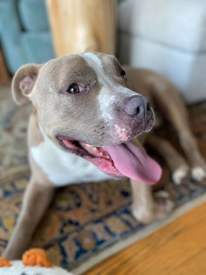 Grinning gray and white pit bull mix with a big tongue-out smile at home