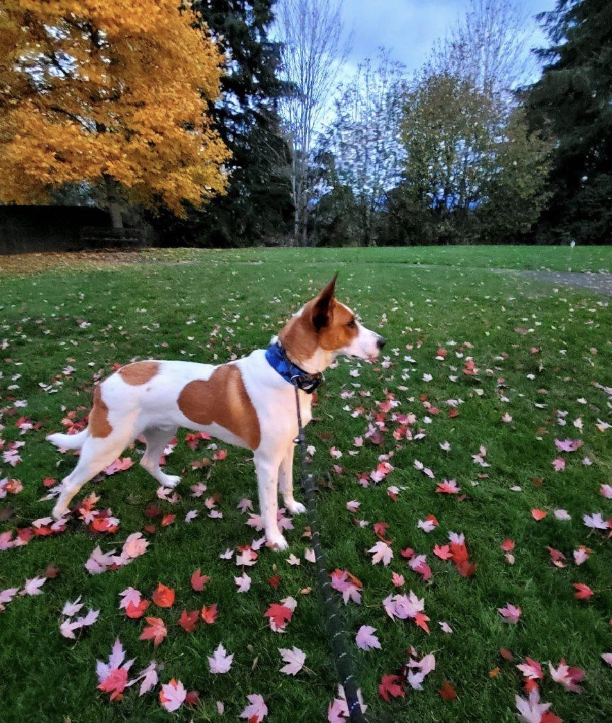 A brown and white rescue dog standing in a park among colorful autumn leaves